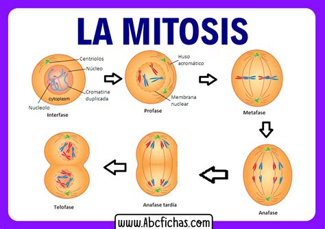 mitosis fases